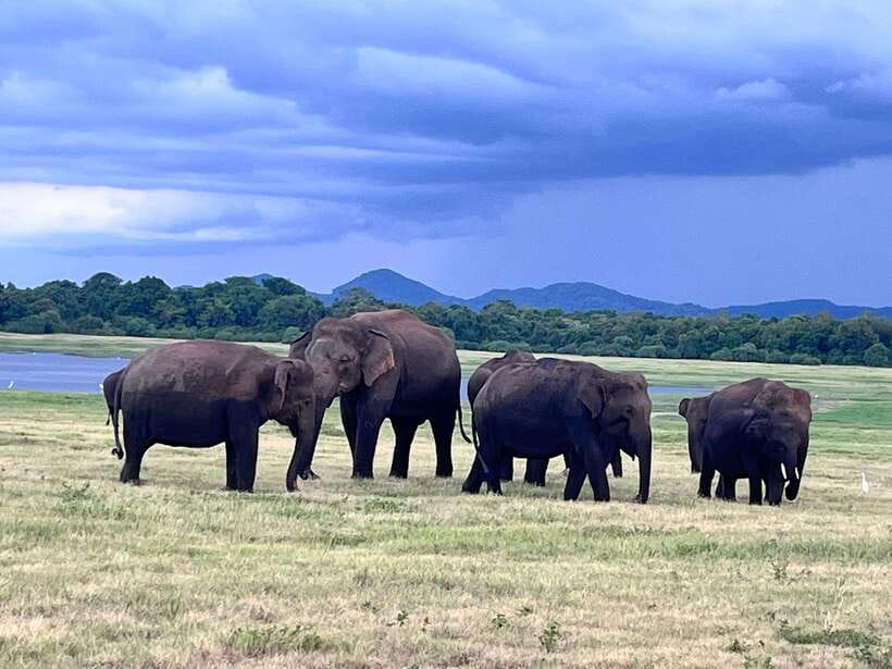 Minneriya National Park : Private Safari - FAQ