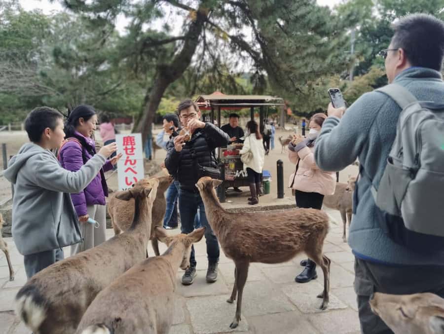 From Osaka/Kyoto: Arashiyama, Nara Park & Fushimi Inari Tour - Exploring Nara: Deer and Temples