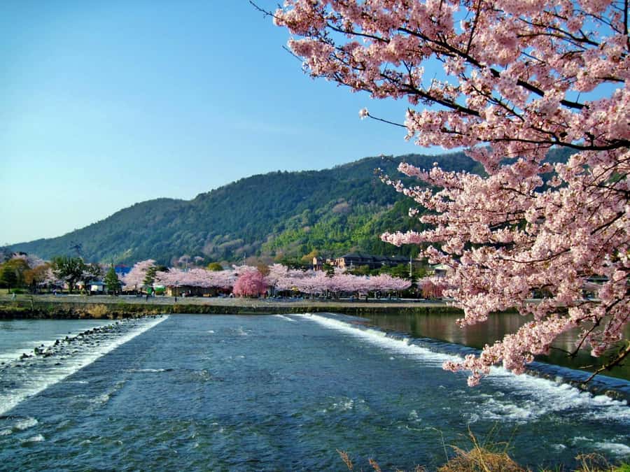 From Osaka/Kyoto: Arashiyama, Nara Park & Fushimi Inari Tour - What Makes This Tour Stand Out?
