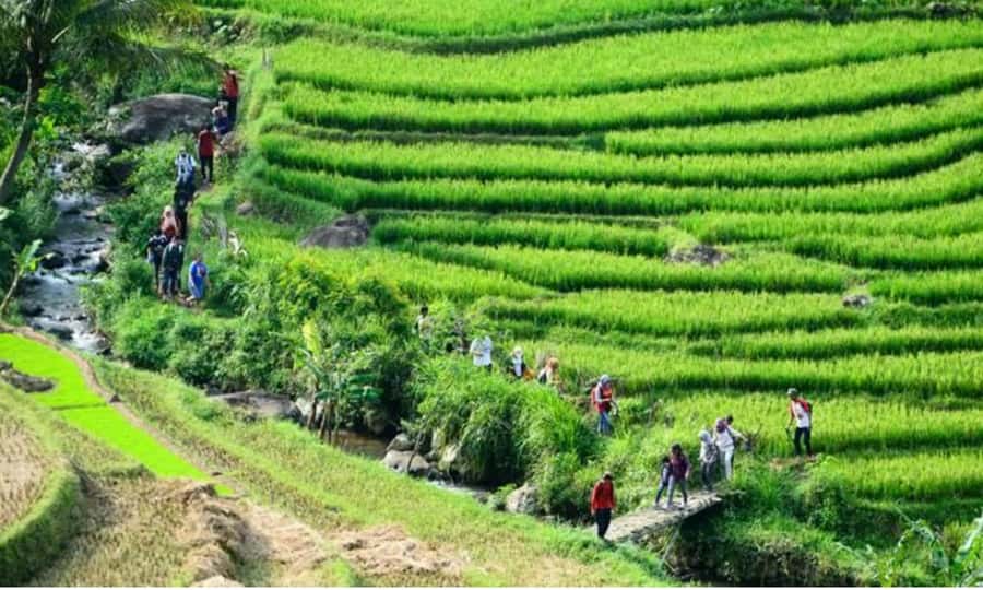 Yogyakarta Rice Terraces Hike and Kedungkayang Waterfall - Who Would Love This Tour?