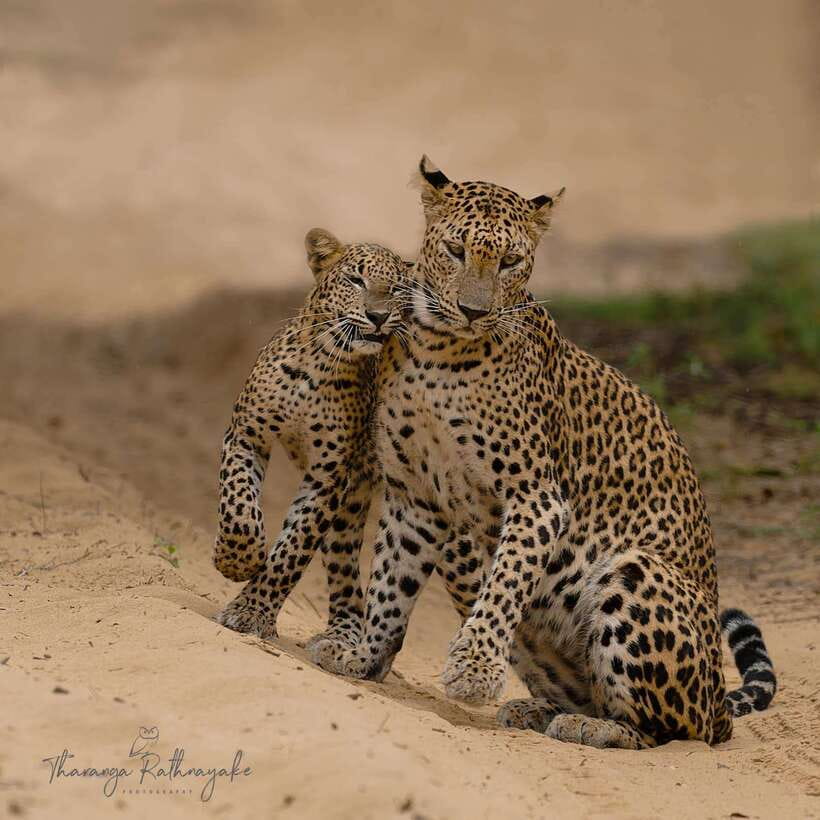 Wilpattu National Park Safari Guided by NATURALIST / RANGER - Final Thoughts