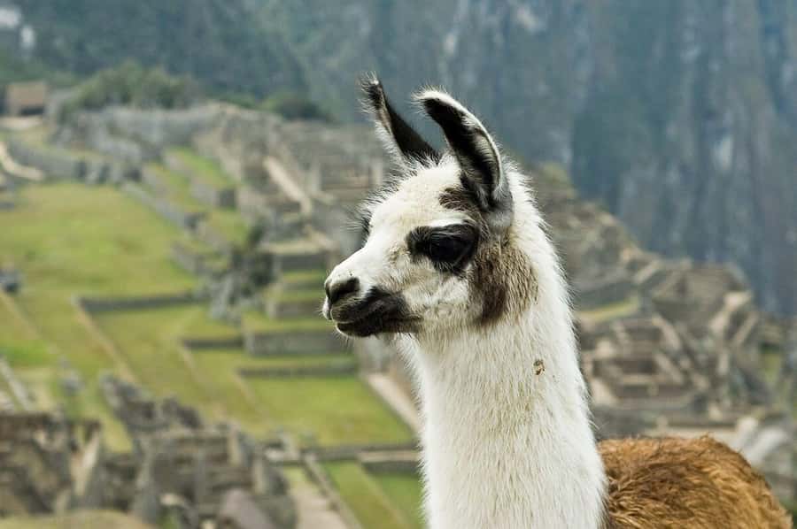 Machu Picchu Tour + Huayna Picchu Mountain - Key Points