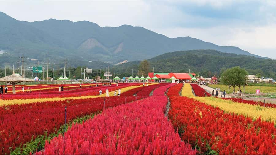 Seoul: Cheorwon DMZ & 2nd Tunnel Small Group Tour - Key Points