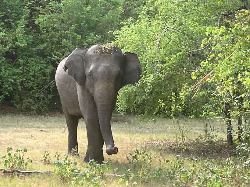 Wilpattu National Park: Private Safari - The Practicalities: Pricing, Logistics, and Tips