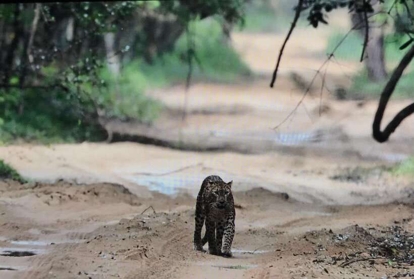Wilpattu National Park: Private Safari - The Sum Up