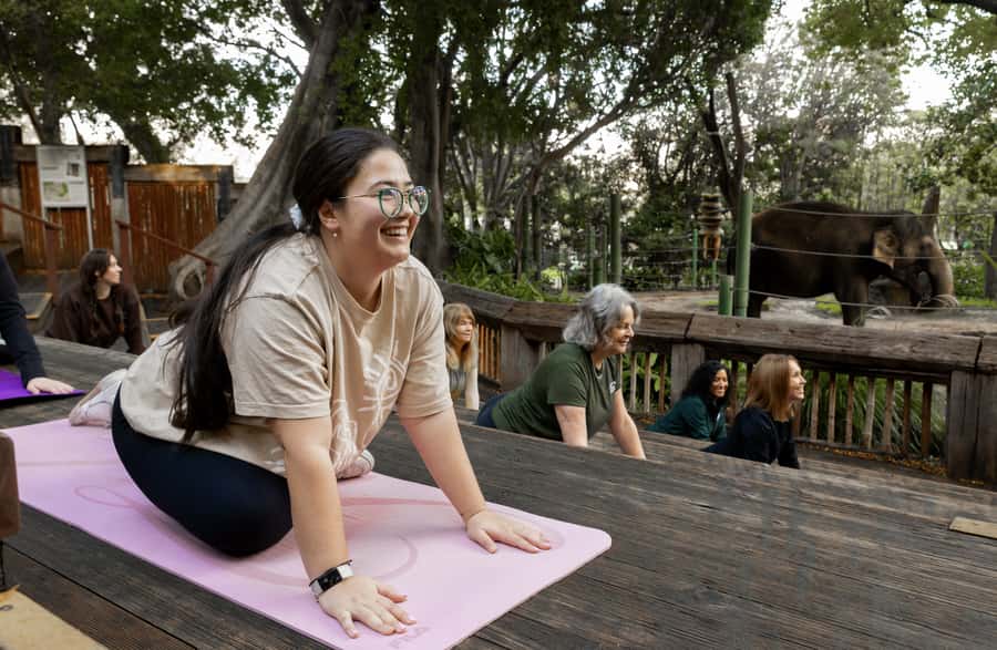 Zen In The Zoo - Practical Details and What to Expect