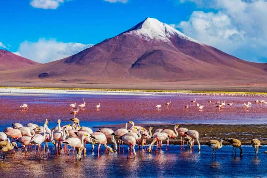 From San Pedro de Atacama | Uyuni Salt Flat 3 days in Group - What’s Included & What’s Not