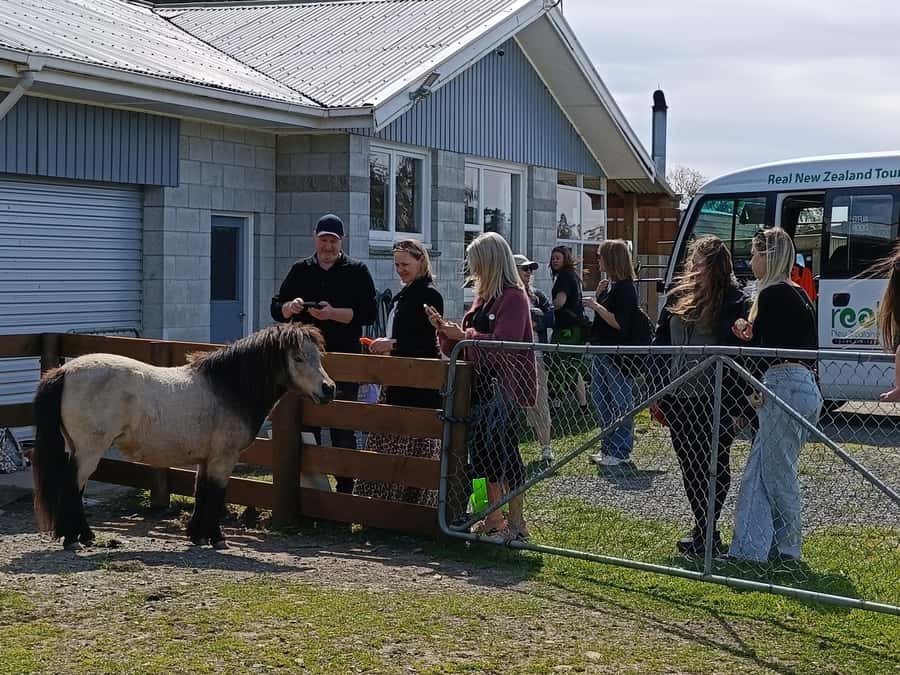 From Christchurch: Sheep Farm Experience with Lunch & Winery - Transportation, Duration, and Group Size
