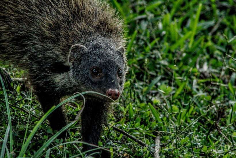 Yala National Park : Half Day or Full Day Safari Tours - A Deep Dive into the Yala Safari Experience