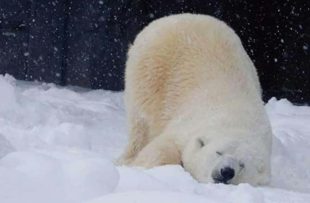 Hokkaido Asahiyama Zoo, Icebreaker GARINKO GO Sunset Tour - Good To Know