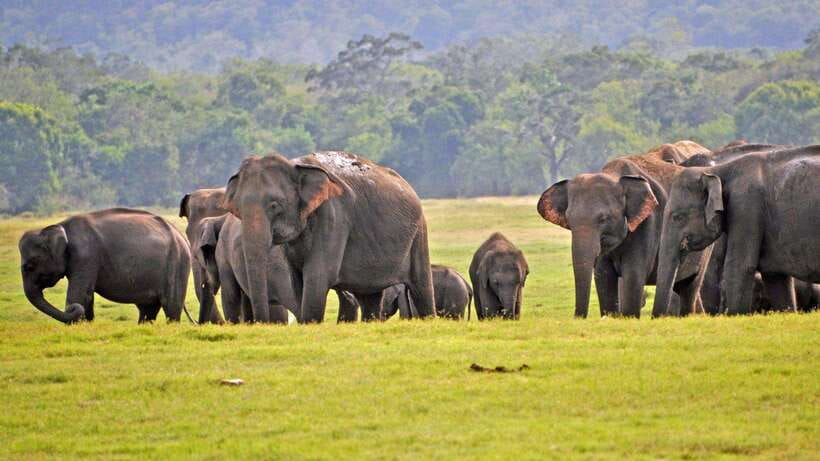 From Ella: Yala Safari Tour with Drop at Tangalle/Hiriketiya - FAQ