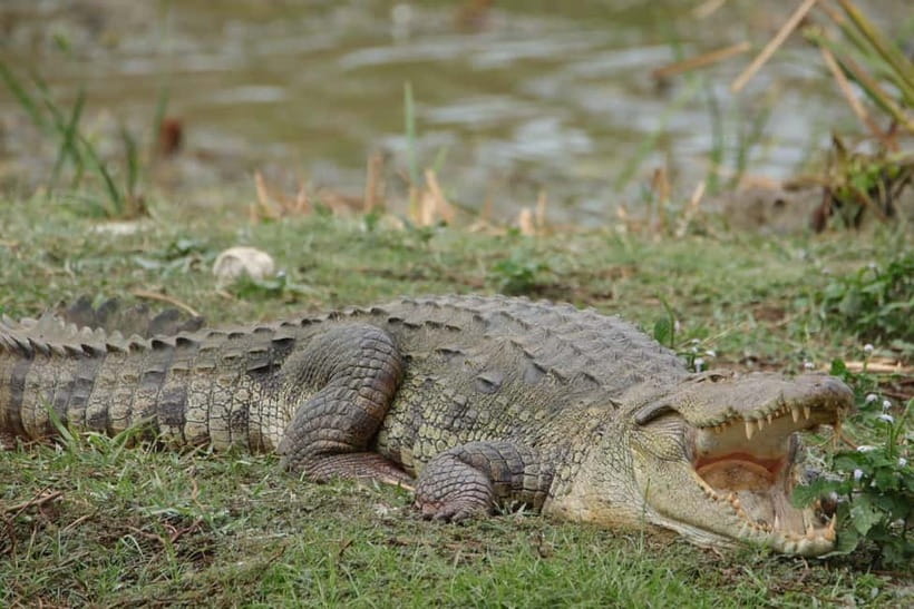 From Anuradhapura: Wilpattu National park Safari - Why This Safari Stands Out