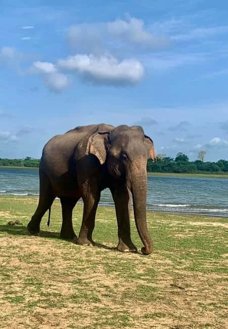 From Anuradhapura: Wilpattu National park Safari - Authentic Experiences and Authentic Wildlife
