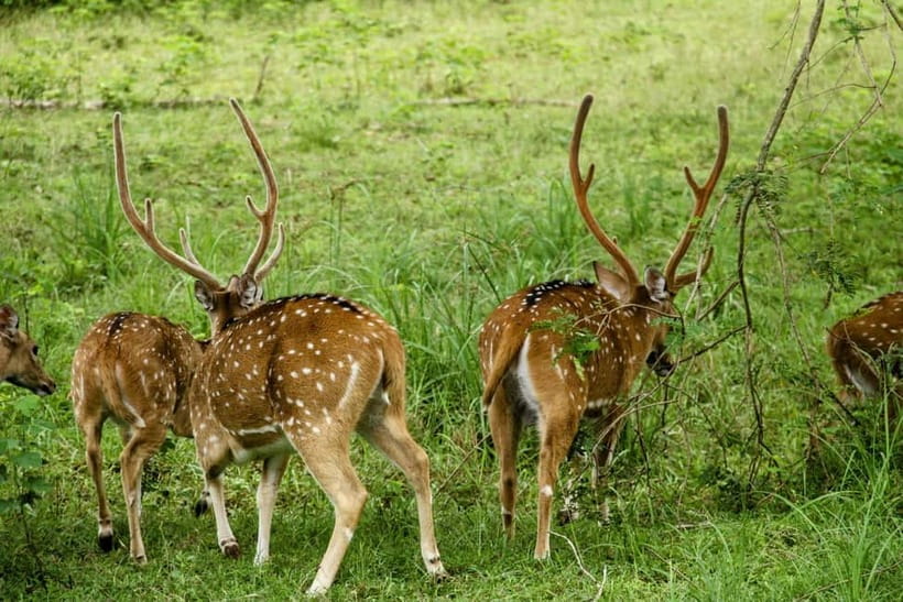 From Anuradhapura: Wilpattu National park Safari - Who Should Consider This Safari?