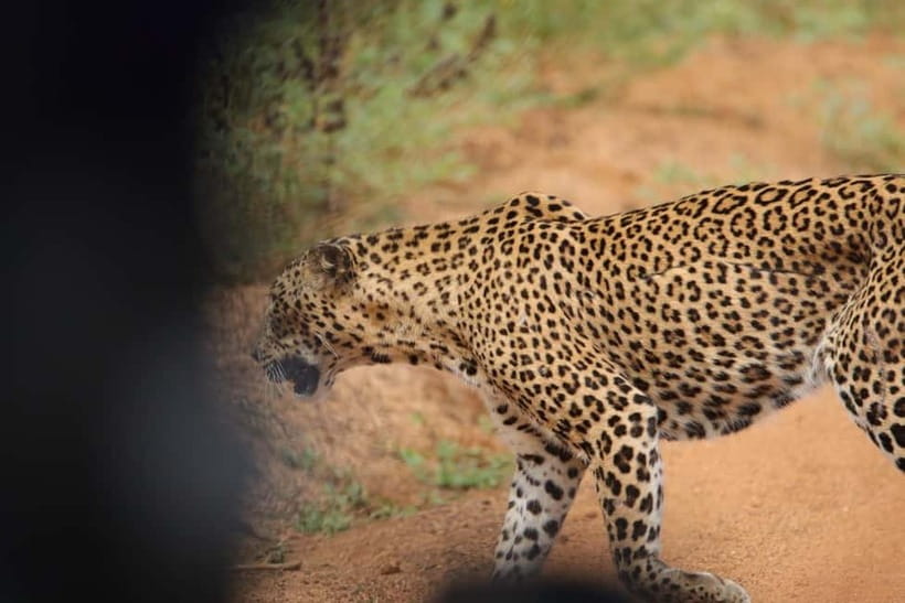 From Anuradhapura: Wilpattu National park Safari - Who Should Consider This Safari?