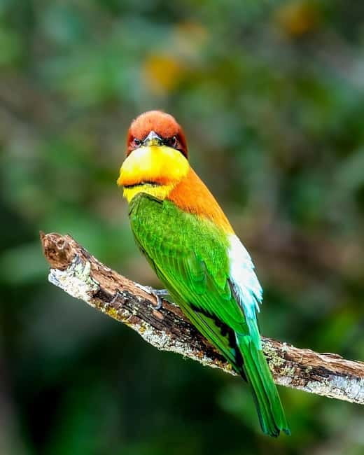 From Anuradhapura: Wilpattu National park Safari - Final Thoughts