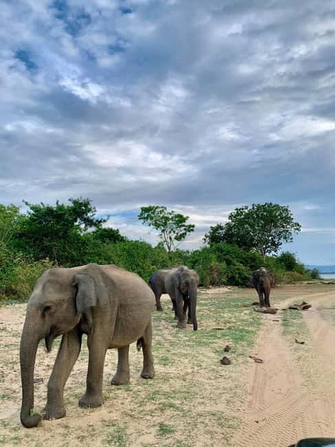 From Anuradhapura: Wilpattu National park Safari - The Logistics: What Makes This Tour Stand Out?