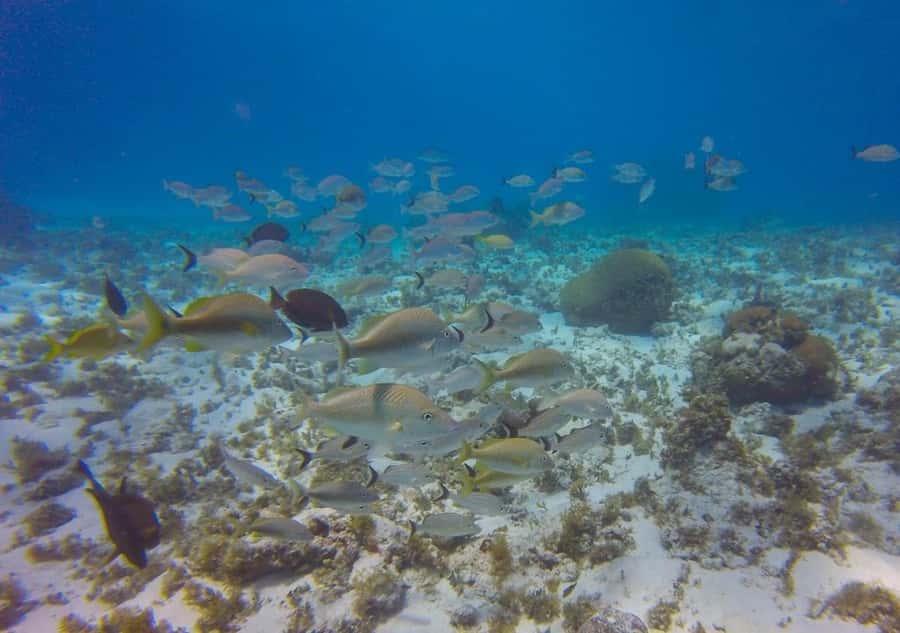 SAN ANDRES: SNUBA UNDERWATER EXPERIENCE - Final Thoughts: Who Is This Tour For?