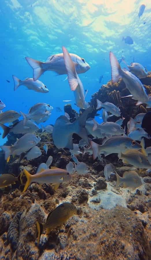 SAN ANDRES: SNUBA UNDERWATER EXPERIENCE - Key Points