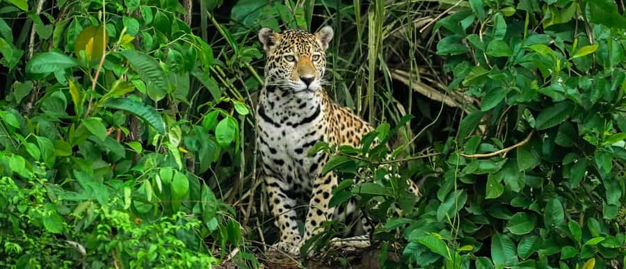 From Cusco | Manu Jungle Tour 7D/6N | Wonders of Manu - Key Points