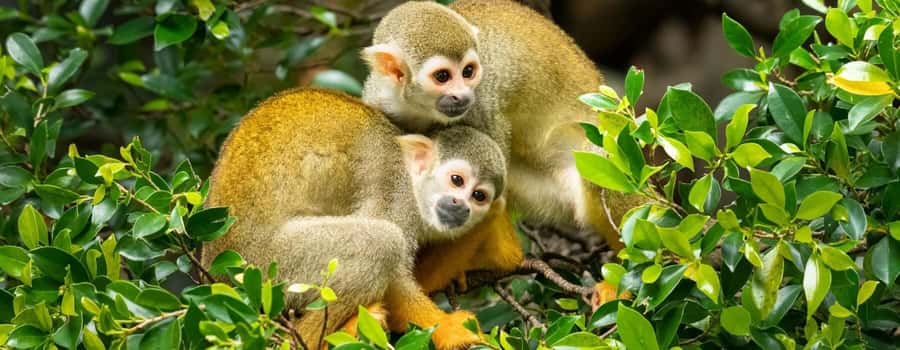 From Cusco | Manu Jungle Tour 7D/6N | Wonders of Manu - The Sum Up