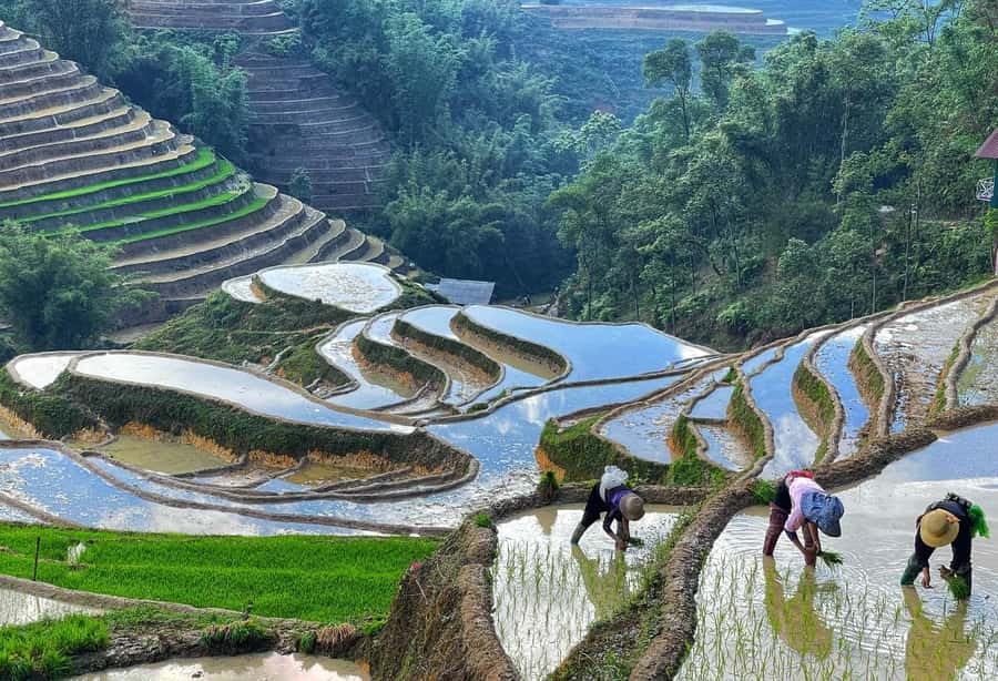 Sapa Trekking Explore Terraced Rice Fields, Ethnic Culture - Authentic Experiences and Unique Insights from Travelers