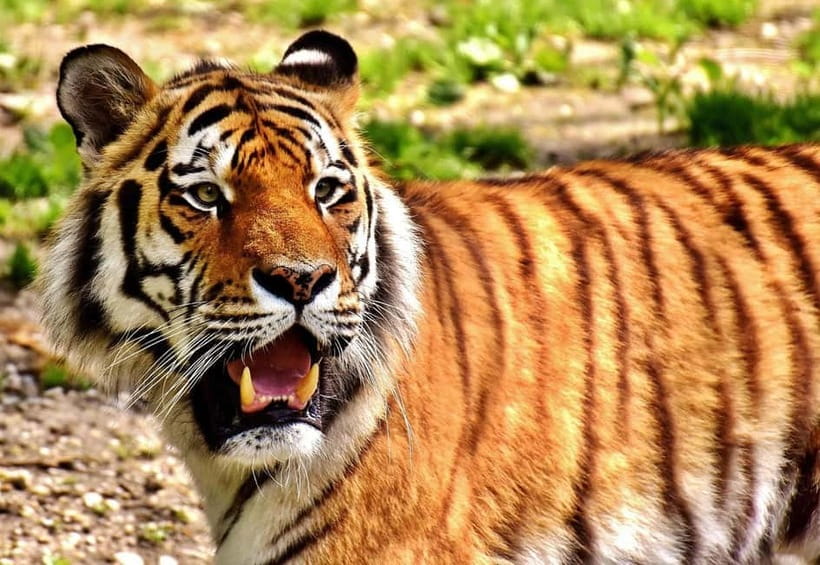 From Delhi: Golden Triangle & Ranthambore Tiger Safari Tour - Who Is This Tour Best For?