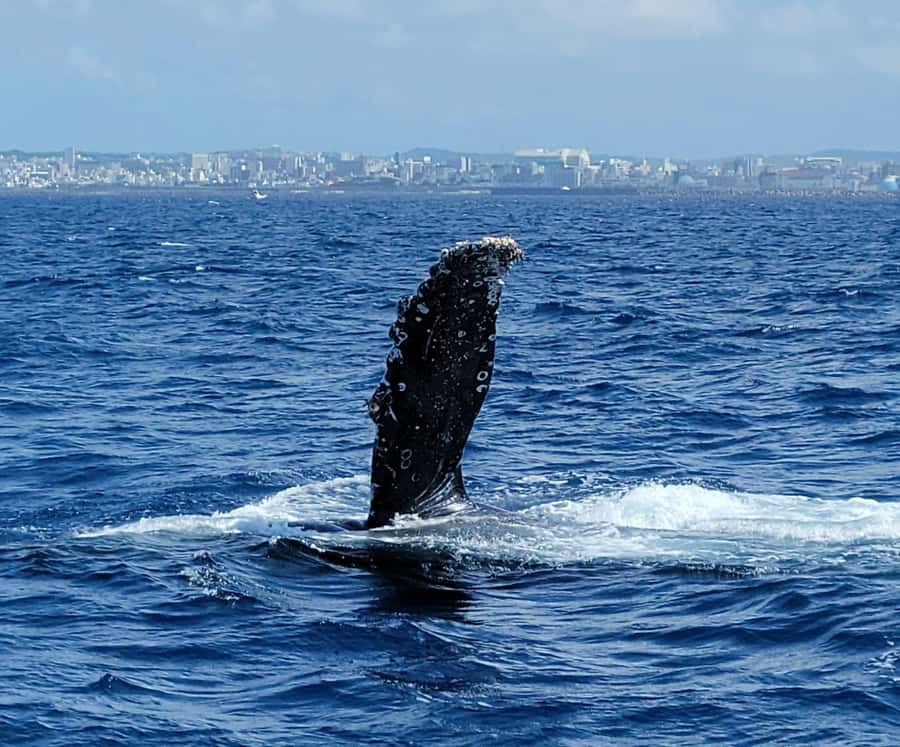 Chatan: Okinawa Whale Watching - Final Thoughts