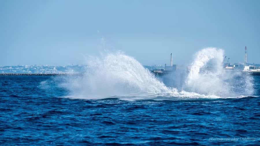 Chatan: Okinawa Whale Watching - Key Points