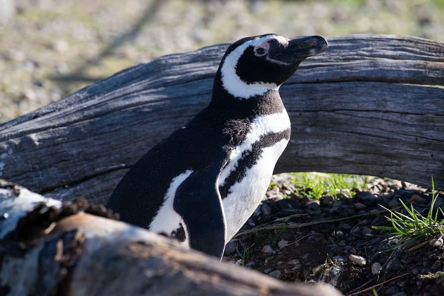 Punta Tombo for cruise-ship passengers - Punta Tombo for Cruise-Ship Passengers: A Close Encounter with Penguins in Patagonia