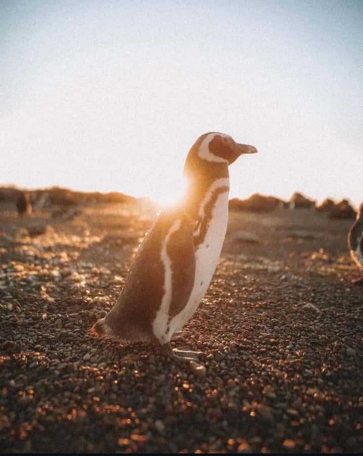 Punta Tombo for cruise-ship passengers - The Sum Up: Why This Tour Stands Out