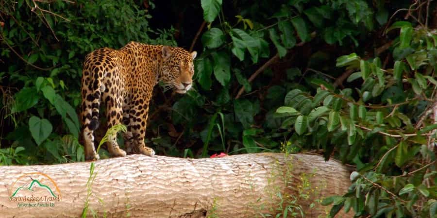 3 Day Manu Tour - Key Points