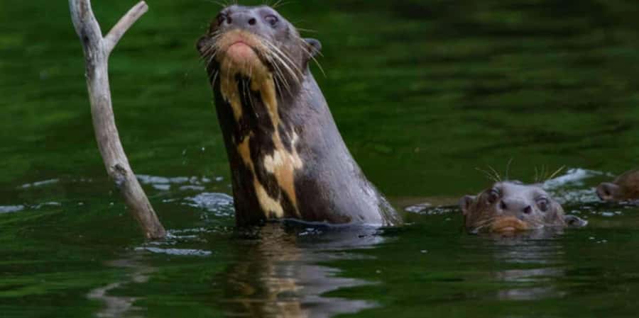 3 Day Manu Tour - The Value of Guided Nature Tours