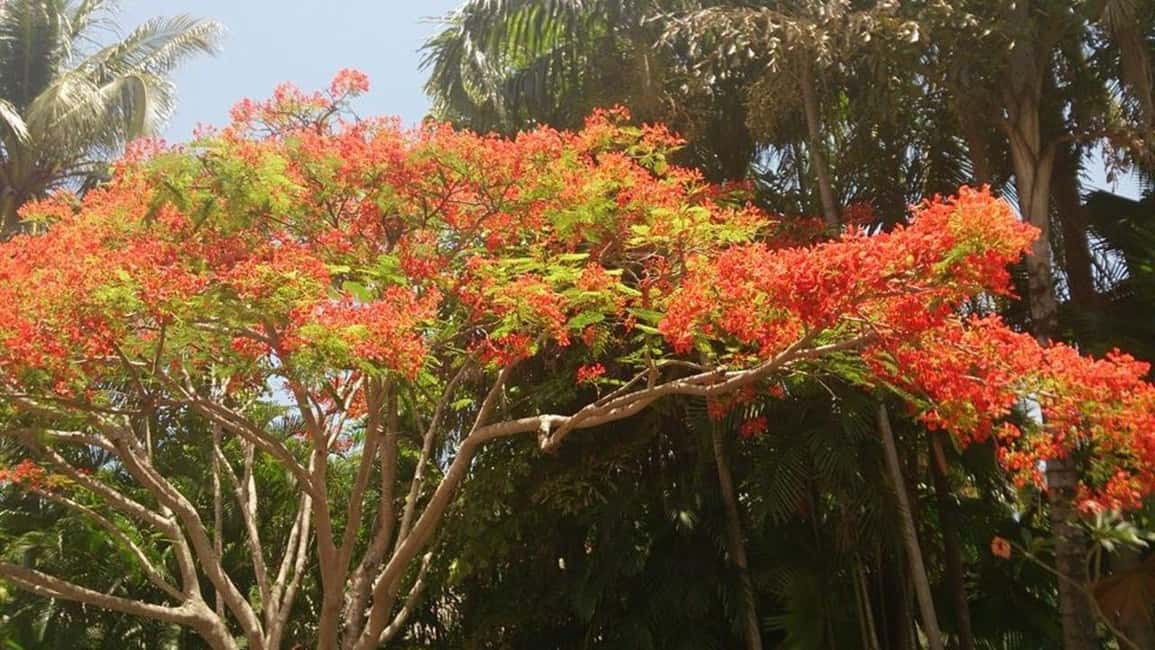 Darwin: City Explorer Bus Tour with Tour Tub - FAQ