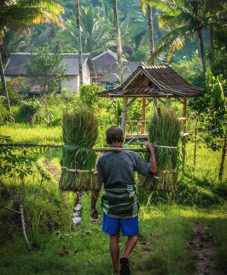 Tetebatu : Waterfall, Rice Fields & Monkey Forest Full day - Good To Know