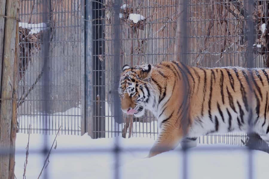 Hokkaido Tour: Snowy Landscapes & Polar Animals & Waterfalls - Who Will Love This Tour?
