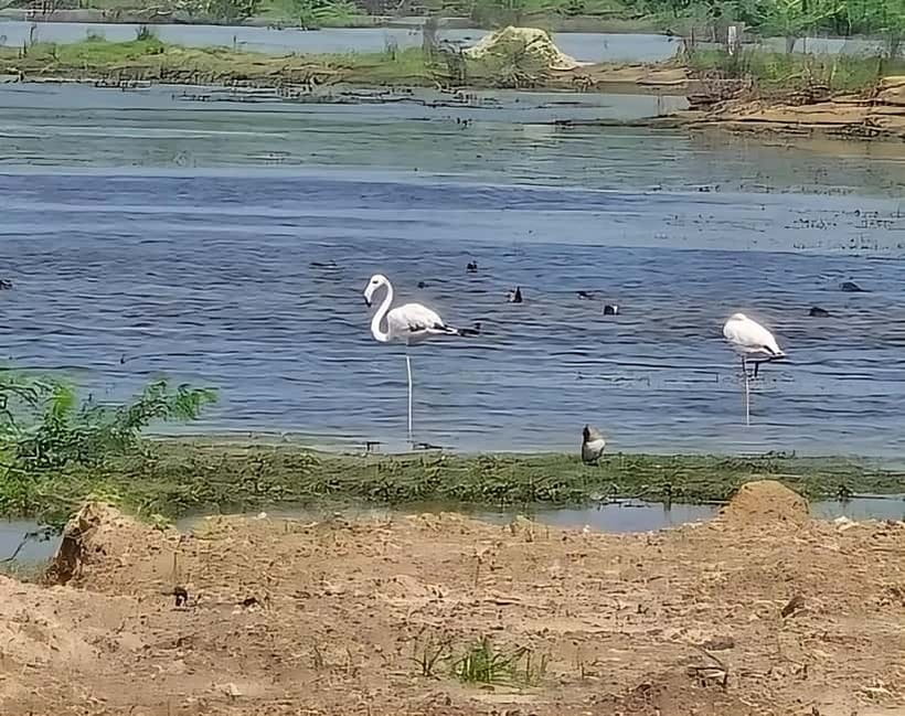 Bishnoi Village :Safari tour - Good To Know