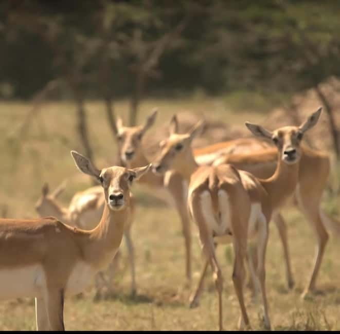 Bishnoi Village :Safari tour - What Is the Bishnoi Village Safari?