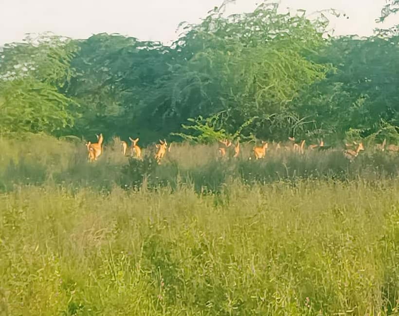 Bishnoi Village :Safari tour - Frequently Asked Questions