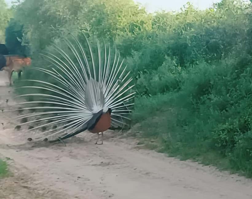 Bishnoi Village :Safari tour - Final Thoughts: Is the Bishnoi Village Safari Worth It?