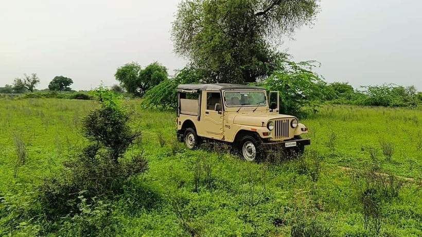 Bishnoi Village :Safari tour - The Experience: What Makes It Special?