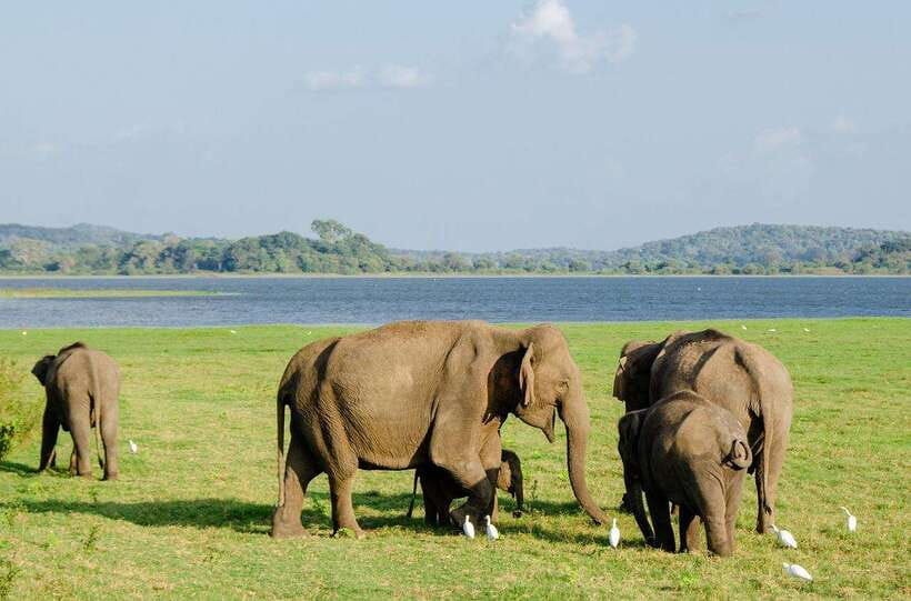 Sigiriya day tour from kandy with elephant safari(privet) - Good To Know