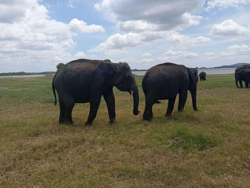 Minneriya: Half-Day Morning or Evening Jeep Safari - Value for Money and Additional Costs