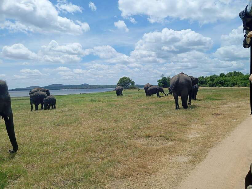Minneriya: Half-Day Morning or Evening Jeep Safari - Introduction