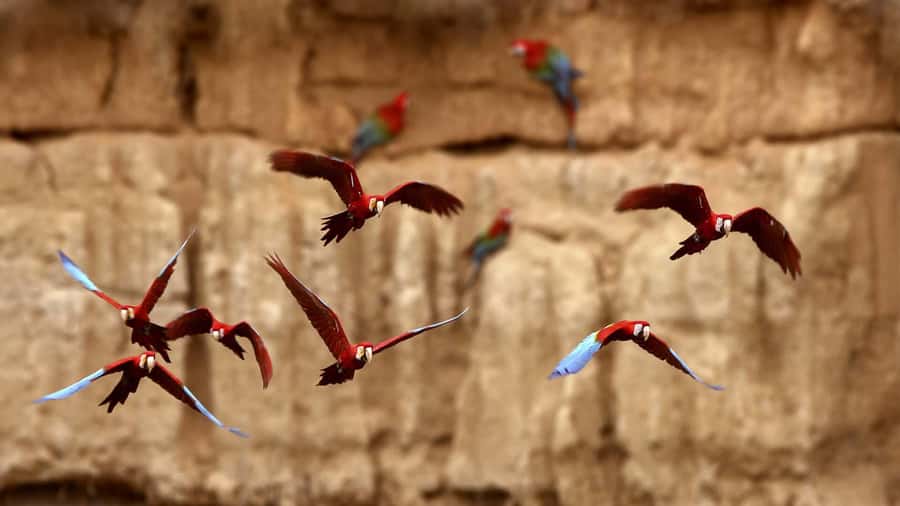 Cusco: Manu National Park Tour with Accommodation - Final Thoughts