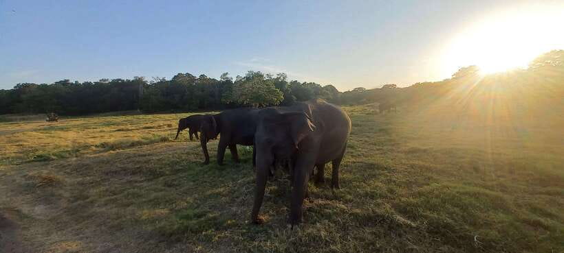 From Dambulla: Minneriya National Park wild Jeep Safari - The Sum Up