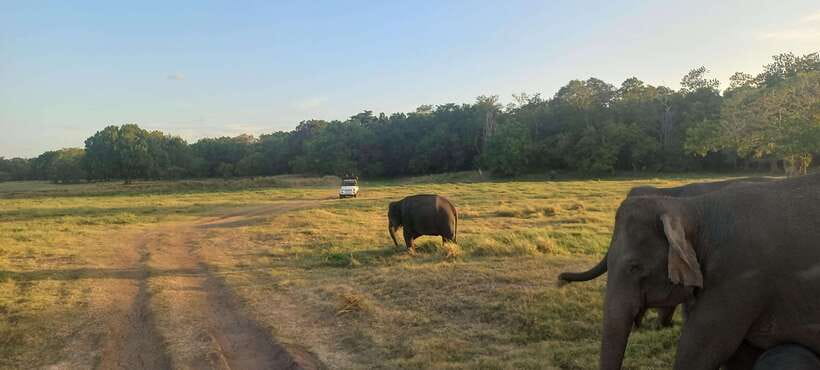 From Dambulla: Minneriya National Park wild Jeep Safari - Practical Tips for Your Safari