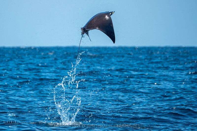 Puerto Escondido: Family Private Boat Tour - Exploring the Puerto Escondido Private Boat Tour in Depth