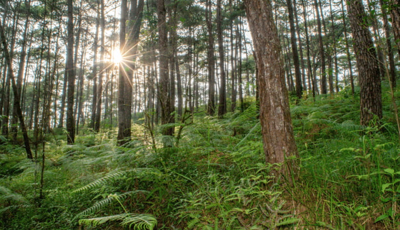 BAGUIO CITY DAY TOUR (FROM MANILA) - How the Tour Comes Together  