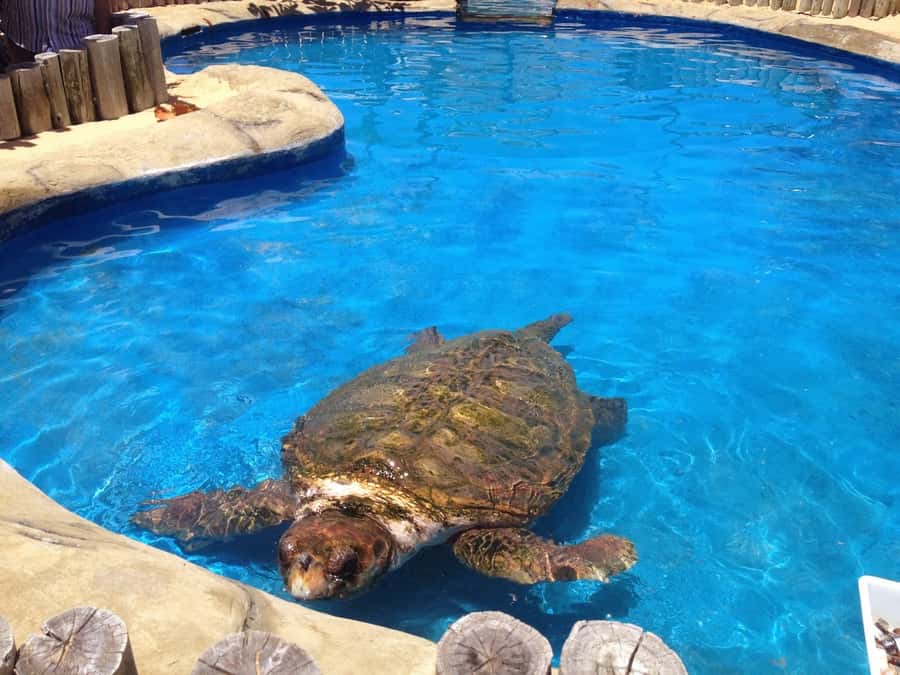Salvador: Praia Do Forte and Guarajuba Beach Day Trip - Authentic Experiences from Past Travelers